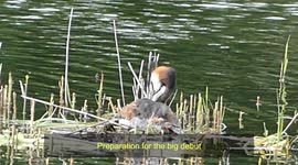 How the Great Crested Grebe maintain its coiffure to keep looking great