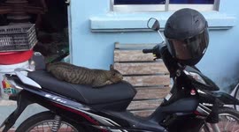 Lonely cat always alone without partner, he always come and join with us