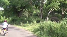 elephant attack to peoples on the main road #attack #srilakna
