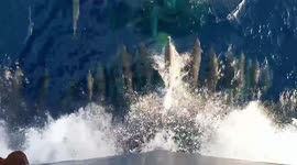 Massive pod of playful dolphins swim alongside boat in Red Sea