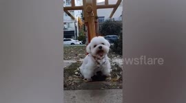 Poodle enjoys being perched on park swing