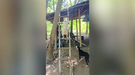 Talented dog climbs ladder like a pro