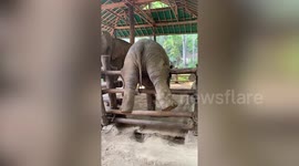 Baby elephant tries to climb fence but gets his hind legs stuck