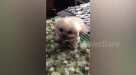 Dog has hilarious reaction after being blown by breeze from electric fan