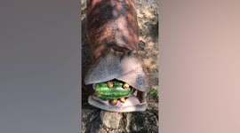 Satisfying video shows hungry hippo crushing watermelon with its huge jaws