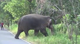 Elephant strays into residential region in Sri Lanka