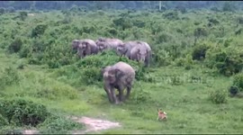 'Lemme at 'em!' Bizarre moment tiny dog teases wild ELEPHANT