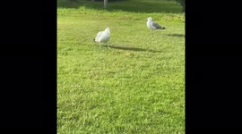 Cheeky SEAGUL steals dog’s squeaky toy & can’t understand why his snack is noisy