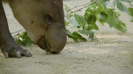 Meet the animal species that is often mistaken to be hippos, pigs or anteaters