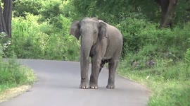 Elephant chases after passers-by in Sri lanka
