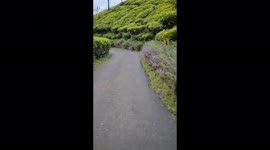 FRENZIED Bear charges at two tea plantation employees