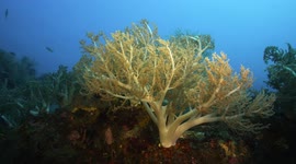 Soft Coral, Coral Reef, Raja Ampat, Indonesia