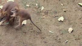 Watching This Baby Wallaby Leave His Mother’s Pouch Is the Cutest Thing You’ll See All Day