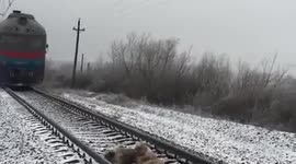Dog attempts to protect injured friend from oncoming train in Ukraine