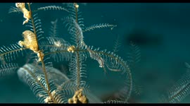 Shrimp, raja ampat, macro, underwater, indonesia