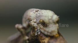 Mossy leaf gecko is a magician and can disappear