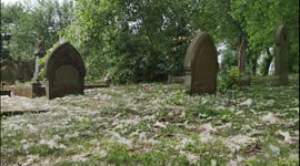 Wintry scenes in Summer! Tree seeds float to the ground in Birmingham, England looking like a snow shower despite warm temperatures