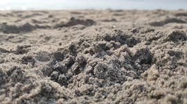Turtle hatching time laps