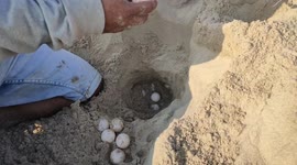 Record for collecting turtle eggs in south india