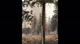 Firenado! Smoke from California blaze creates tornado-like swirl