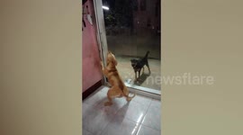 Angry dogs stop barking at each other when door opens … then continue again when it closes