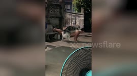 Siberian Husky distracts owner doing push-ups