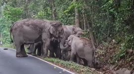 Mother elephant, calf walk along road, roar to call other jumbos to gather