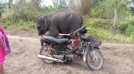 Baby elephant plays on motorcycle side car