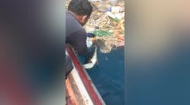 Sea turtle saved from pile of pollution