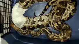 Critically injured python is rescued and stitched back up in central India