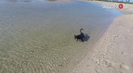'Nathan the Beach Cat 'Testing the Waters' in Queensland'