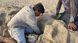 Environmentalists collect scores of turtle eggs to hatch