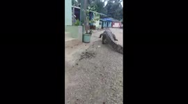 Indian villagers shocked by visit of huge CROCODILE