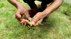 Snake catcher rescues five beautiful baby grass snakes from home in northwestern India