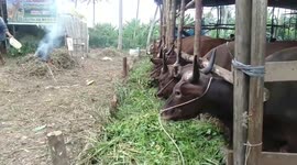 Merchants in Palembang Have Started Selling Sacrificial Animals for Eid Al-Adha