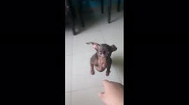 My favourite pet dogs in pandemic times