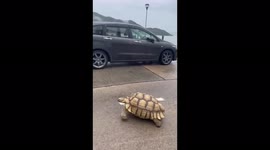 Giant tortoise spotted walking with owner along Hong Kong pier