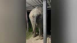 Elephant that smashed through kitchen wall terrorises another family’s home in Thailand