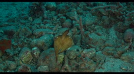 cuttlefish, indonesia, diving, nature