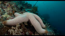 starfish, indonesia, raja ampat, komodo, underwater