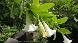 flowers in national park