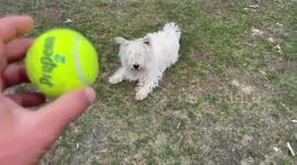 Adorable blind puppy chasing ball is the CUTEST thing on earth