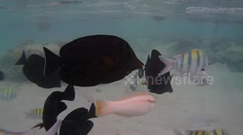 Coral reef tropical fish from up close- Egypt, Marsa Alam red sea 2021