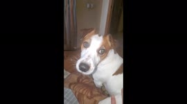 Daddy dog refuses to raise his puppies-children