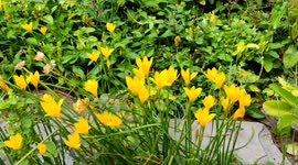Yellow Lilli flowers beautiful park plant green background 4k footage