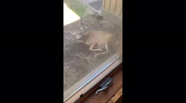 Give me shade, doe! Baby deer cools off on Oregon porch amid historic heatwave