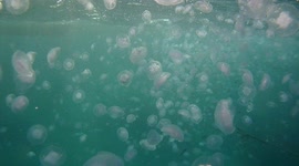 Sea of jellyfish in Marsa Alam, Egypt