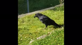 Raven walking in garden looking at camera