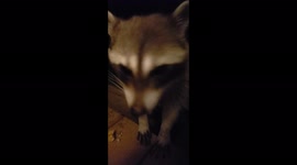 Hungry raccoons feasting on muffins and dried dog food