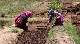Plants preparation at Nursery of Forest department in Rajasthan, India